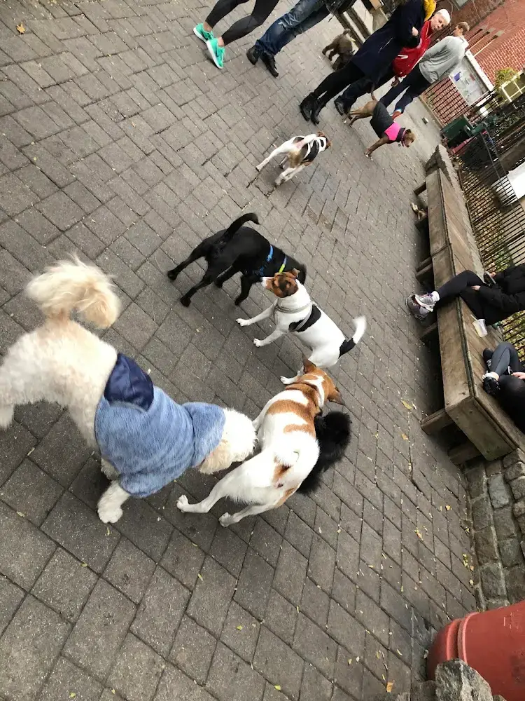 Dogs playing on the paved Fishbridge dog run beside benches and railings