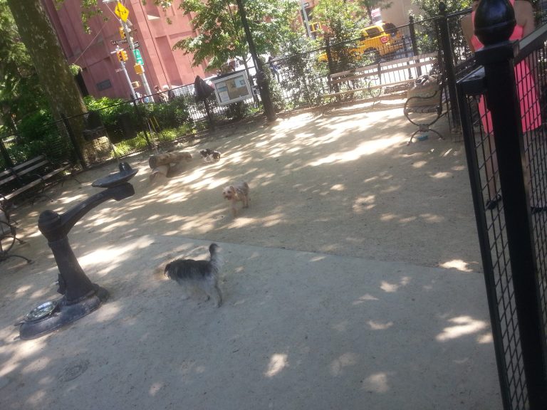 Small dogs inside Robin Kovary Run in June 2014