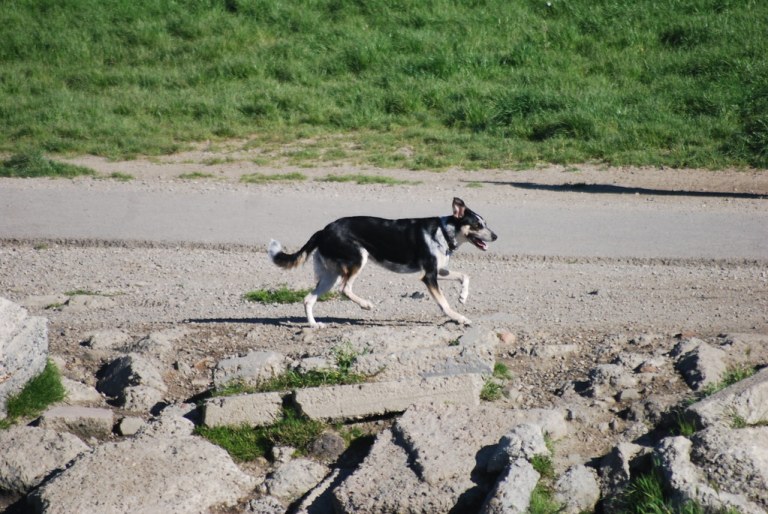 point isabel dog running 1 768x514