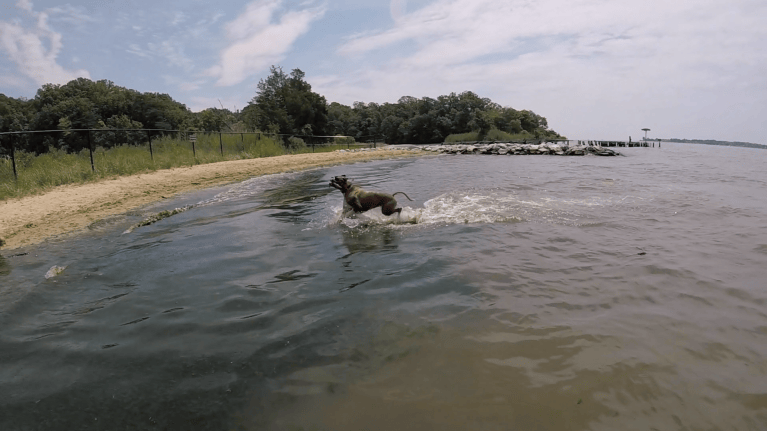 quiet waters dog beach joshua crawford 2017 1 768x431